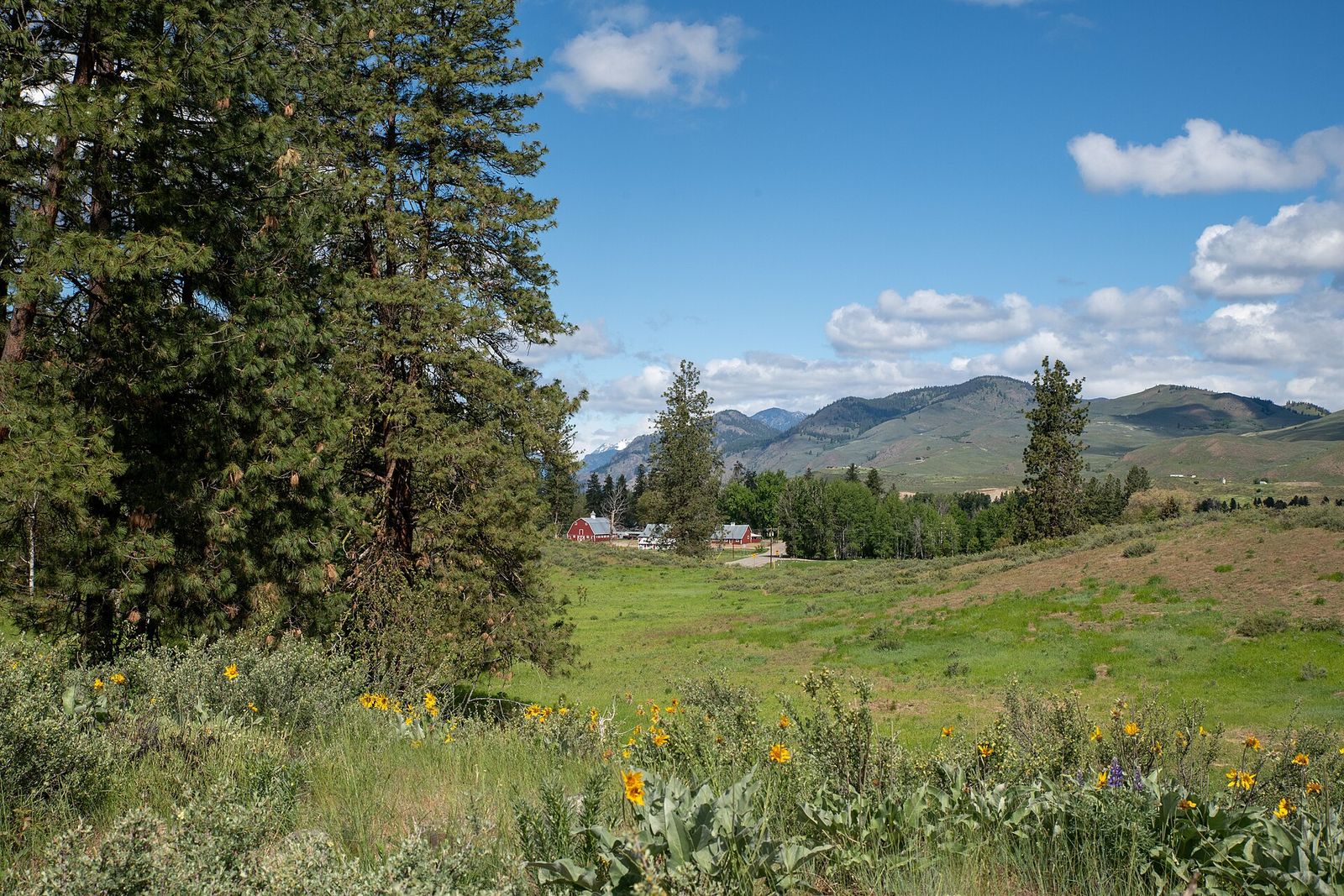 Yellow balsamroot wildflowers and tall pines in front of a green valley with a red barn and rolling hills
