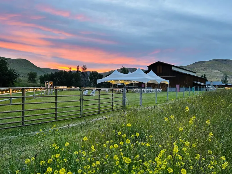 Wildflowers and tents at sunset