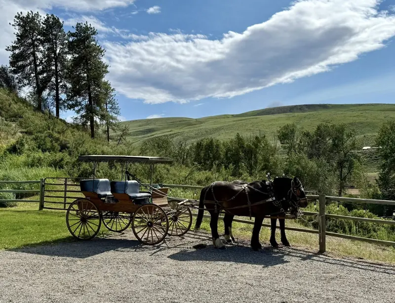 Horse-drawn carriage on the ranch drive